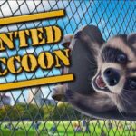 Wanted Raccoon Télécharger